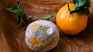 Last Call: What dubious foods have you consumed?